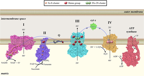 Gambar 2. Rantai transpor elektron mitokondria terdiri dari empat kompleks utama: Kompleks I (NADH-coenzyme Q reductase), Kompleks II (succinate dehydrogenase), Kompleks III (coenzyme Q-cytochrome c reductase), dan Kompleks IV (cytochrome c oxidase). Kompleks I, III, dan IV membentuk gradien proton melintasi membran dalam mitokondria (IMM) untuk sintesis ATP oleh ATP sintase. ( Sc : Cadmium-Induced Cytotoxicity: Effects on Mitochondrial Electron Transport Chain)