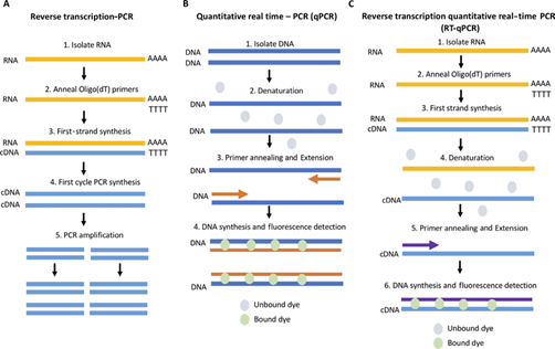 Gambar 2. Skema Perbandingan RT-PCR, qPCR, dan RT-qPCR (A) Alur kerja RT-PCR. RNA diisolasi dan cDNA dihasilkan melalui transkripsi balik (RT); selanjutnya dilakukan PCR untuk mengamplifikasi daerah target. (B) Skema qPCR. DNA diisolasi dan diamplifikasi; amplifikasi diukur kuantitatif menggunakan probe yang berfluoresensi saat berinterkasi dengan DNA rantai ganda.(C) Prosedur RT-qPCR. RNA diisolasi dan cDNA dihasilkan sebelum memulai prosedur qPCR.