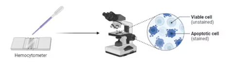 Gambar 7. Prosedur kerja perhitungan sel secara manual dan sederhana
