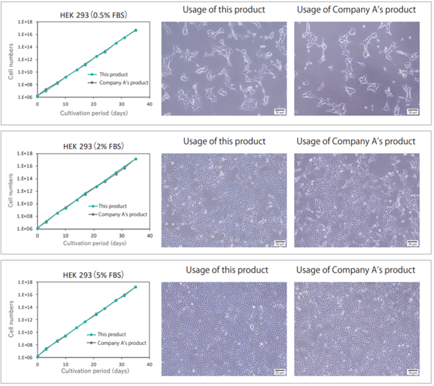 Proliferation curves and cell morphology of HEK 293 cells cultured under various serum concentrations (Day 35)