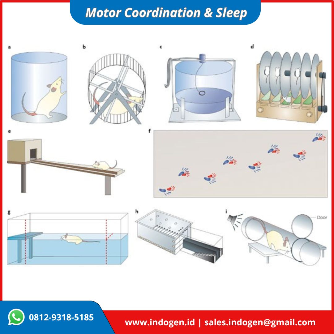 Motor Coordination Sleep Mouse