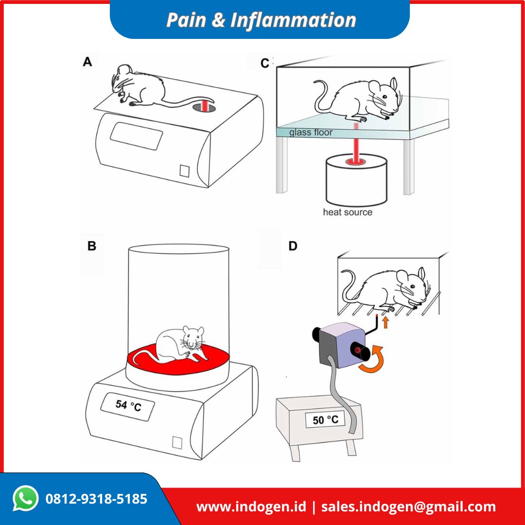 Pain-Inflammation Mouse