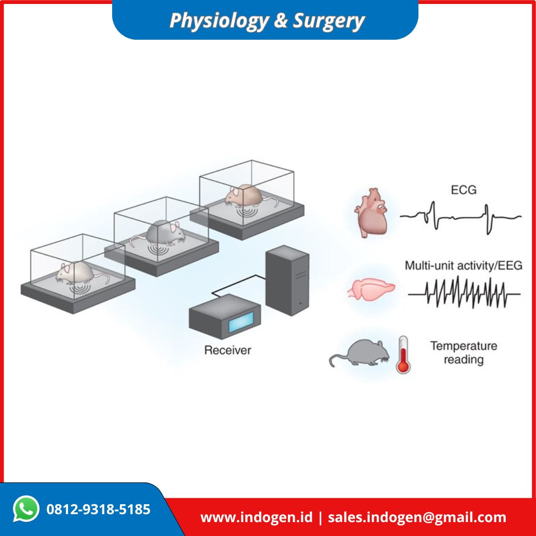 Physiology-Surgery Mouse