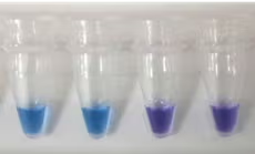 Gambar 1. Deteksi Visual Kontaminasi Mycoplasma Menggunakan MycoGenie Mycoplasma Detection
