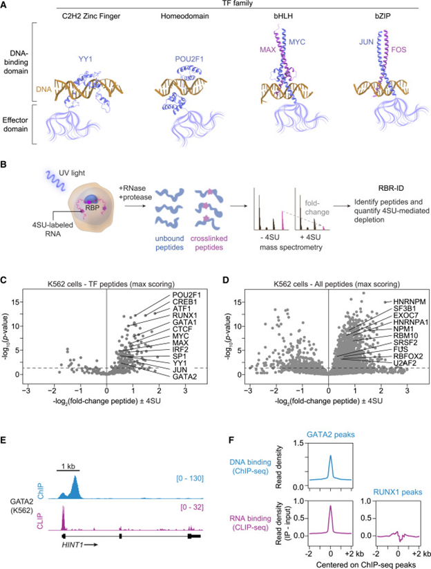 Gambar 1. Ilustrasi Pengikatan Faktor Transkripsi dan RNA pada Sel.Source: https://doi.org/10.1016/j.molcel.2023.06.012
