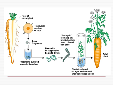 Gambar 1. Kultur jaringan – sebuah contoh penerapan totipotensi sel pada tumbuhan.