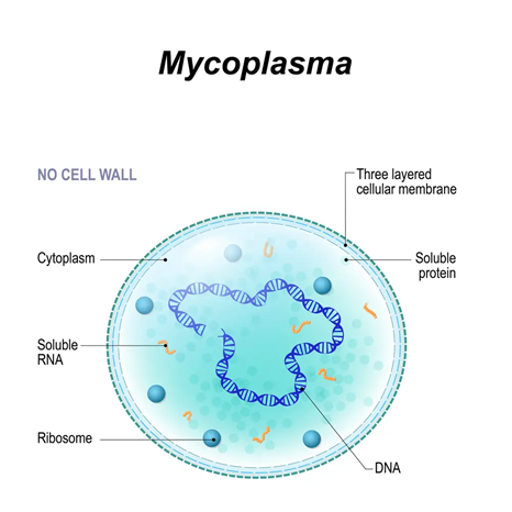 Gambar 1. Mycoplasma