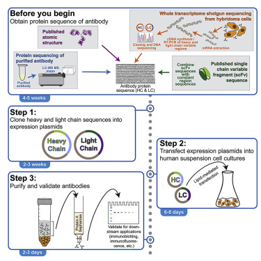 Gambar 1. Produksi dan pemurnian antibodi monoklonal rekombinan dari sel manusia berdasarkan urutan primer (Sc: Production and purification of recombinant monoclonal antibodies from human cells based on a primary sequence