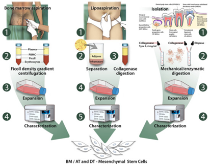 Gambar 1. Sc : Berbagai Sumber Sel Punca Mesenkimal untuk Regenerasi Jaringan