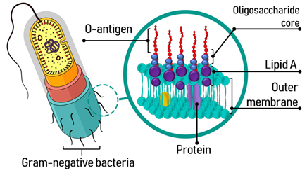 Gambar 2. Endotoksin
