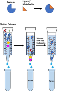 Gambar 2. Gambaran Umum Kromatografi Afinitas (Sc : Extraction and purification of proteins)