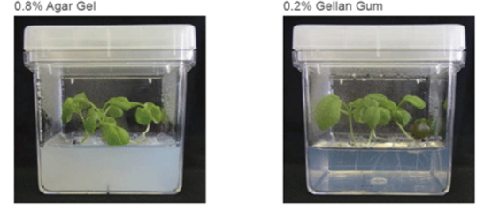 Gambar 3. Perbandingan Benih komatsuna (Brassica rapa var. perviridis) diinokulasi ke dalam cawan Petri berisi medium MS