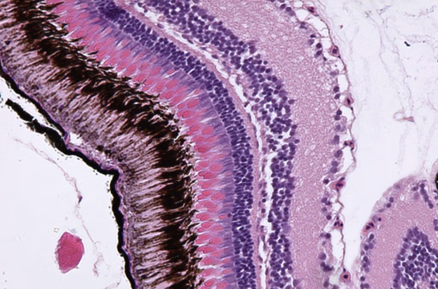 Gambar 1. Ilustrasi Pewarnaan Khusus.Source: https://histologyresearchcorefacility.web.unc.edu/special-stains/