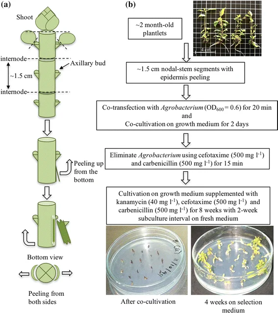 Gambar 1. Prosedur skematis untuk persiapan eksplan dan transformasi Eucalyptus yang dimediasi oleh Agrobacterium