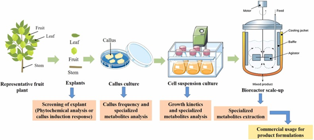Gambar 2. Ilustrasi Callus Culture.