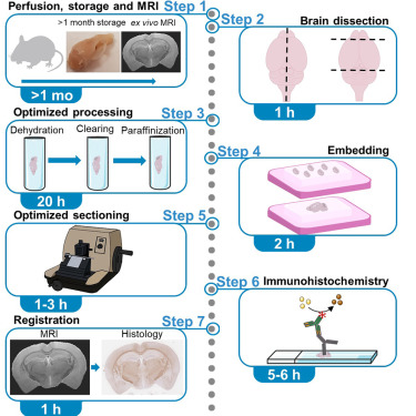 Gambar 2. Ilustrasi Workflow Tissue Preparation.Source: https://doi.org/10.1016/j.xpro.2023.102681
