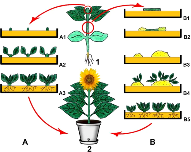 Gambar 3. A. Organogenesis Langsung; B. Organogenesis Tidak Langsung.