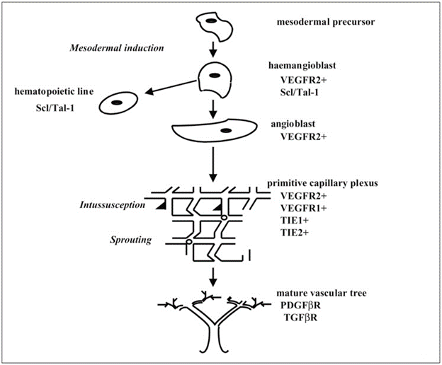Gambar 2. Ringkasan skematik berbagai faktor pertumbuhan yang mengatur vasculogenesis dan angiogenesis (digambar ulang dari Risau, 1997) dalam Kubis dan Levy, 2004.