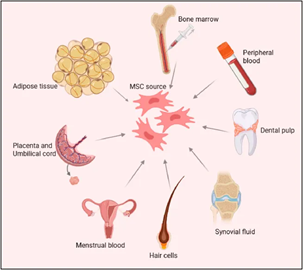 Gambar 1. Mesenchymal Stem Cells