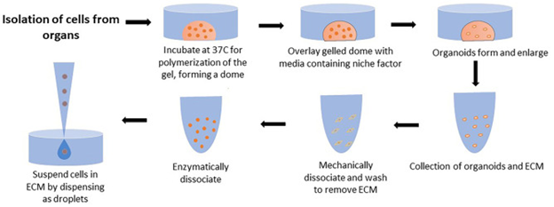 Gambar 2. Alur kerja pembentukan kultur organoid 3D yang dimodifikasi dari ATCC Organoid Culture Guide (Yang dkk., 2023)