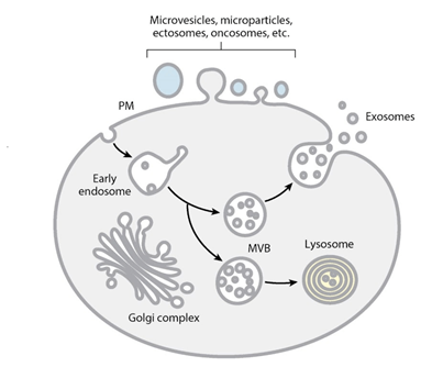 Gambar 2. Exosome