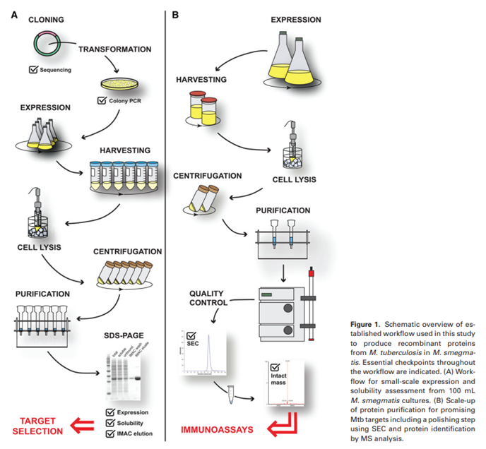 Gambar 1. Protein Purification Workflow