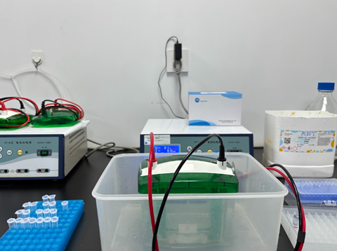 Gambar 10. Proses elektroforesis