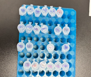 Gambar 3. Jenis sampel yang digunakan dalam analisis Western Blot