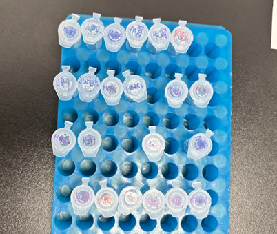 Gambar 3. Jenis sampel yang digunakan dalam analisis Western Blot