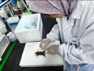 Gambar 4. Proses euthanasia dan persiapan membedah