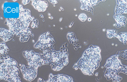 Human Hepatoma Cell Subtype