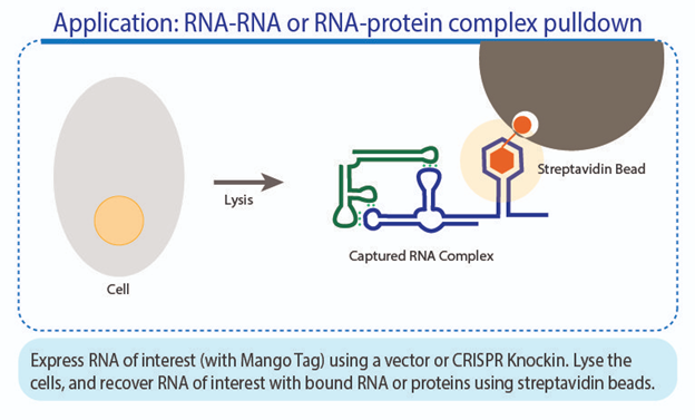 Kompleks RNA-RNA dan RNA-Protein Pulldown