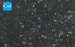 Mouse Myoblasts Cells