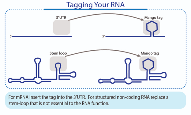 RNA Tagging