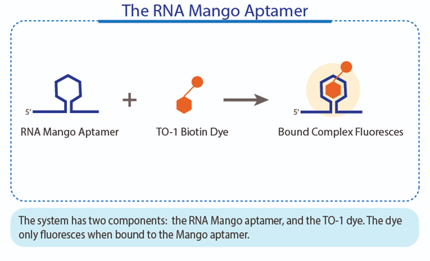 The RNA Mango aptamer