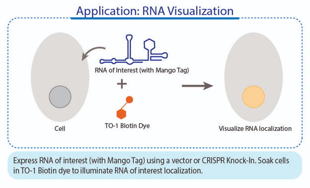 Visualisasi RNA