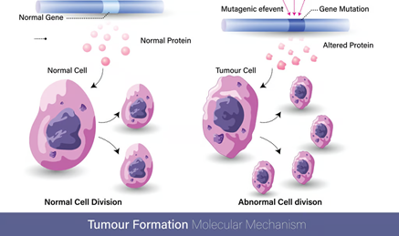 Gambar 1: Kanker adalah proses proliferasi sel normal yang tidak terkendali akibat pengaruh faktor lingkungan dan mutasi genetik. (Sc: Cancer Development Mechanisms)