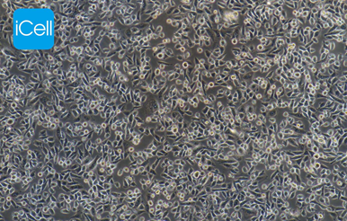 Gambar 1. Chinese Hamster Ovary (CHO) Cell Line