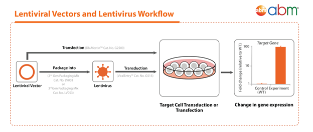Gambar 1. Lentiviral Vectors dan Lentivirus Workflow