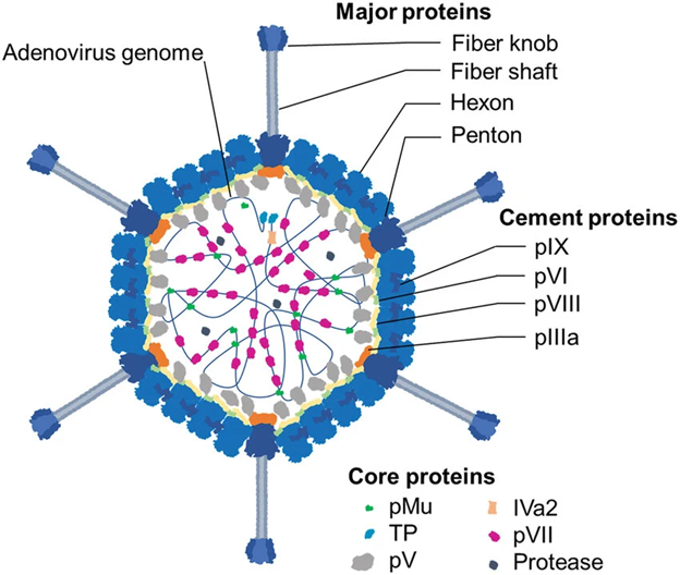 Gambar 1. Struktur Vektor Adenovirus