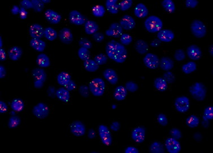 Gambar 2. Hasil Pengamatan menggunakan MShot Fluorescence Microscope
