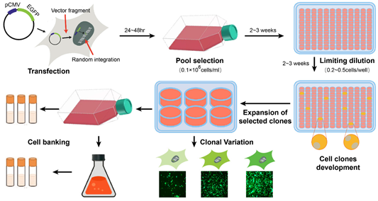 Gambar 2. Prosedur Pengembangan CHO Cell Line