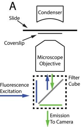 Gambar 4. Skema Teknik Inverted Fluorescence Microscope