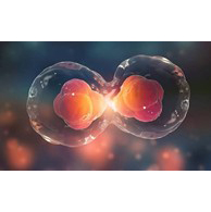 Cell Proliferation / Cell Cytotoxicity Assay