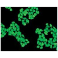 Cell-Staining-edit