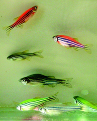 (Gambar 1. Danio rerio)