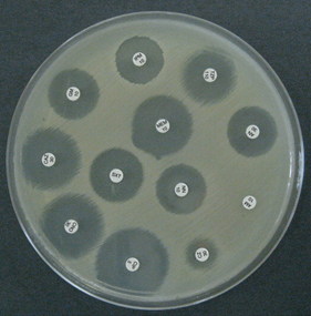 Gambar 1. Disk Diffusion