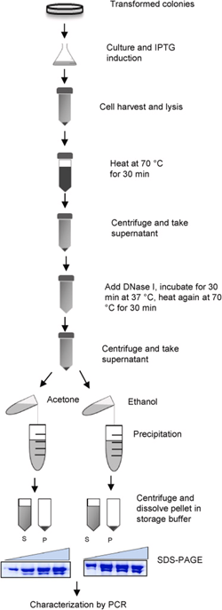 Gambar 1. Flow Chart Ektraksi Pfu DNA Polymerase