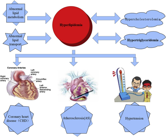 Gambar 1. Hyperlipidemia adalah kondisi kronis yang terjadi akibat gangguan metabolisme lemak dalam tubuh, sehingga kadar kolesterol dan/atau trigliserida dalam darah menjadi tinggi. Kondisi ini dapat meningkatkan risiko penyakit jantung koroner, aterosklerosis (penumpukan lemak pada dinding pembuluh darah), dan hipertensi (tekanan darah tinggi).