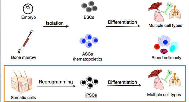 Gambar 1. Ilustrasi iPSCs